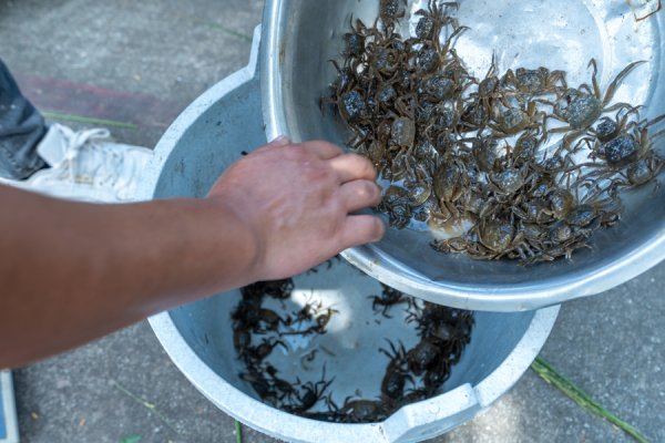 策略宝 稻、蟹双丰收！水产专家把脉，助崇明生态岛绿色高效高产