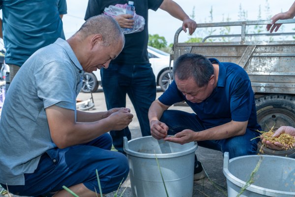 优配合伙人 高温下，今年水稻与河蟹共迎双丰年！崇明稻蟹综合种养新模式：共生还是分离？