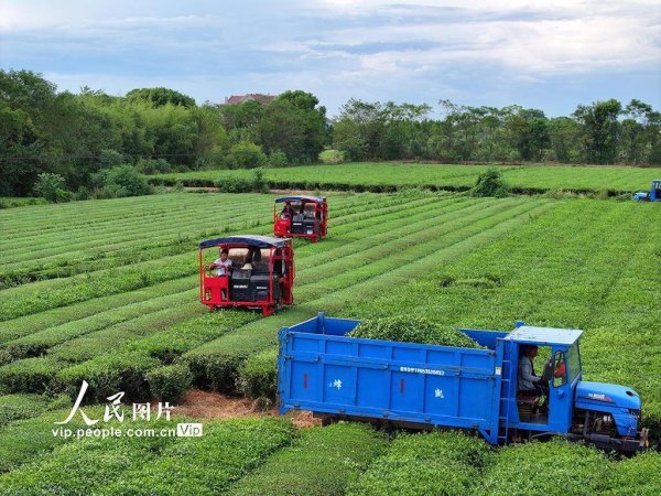 启远网  江西泰和：智能机器采收秋茶